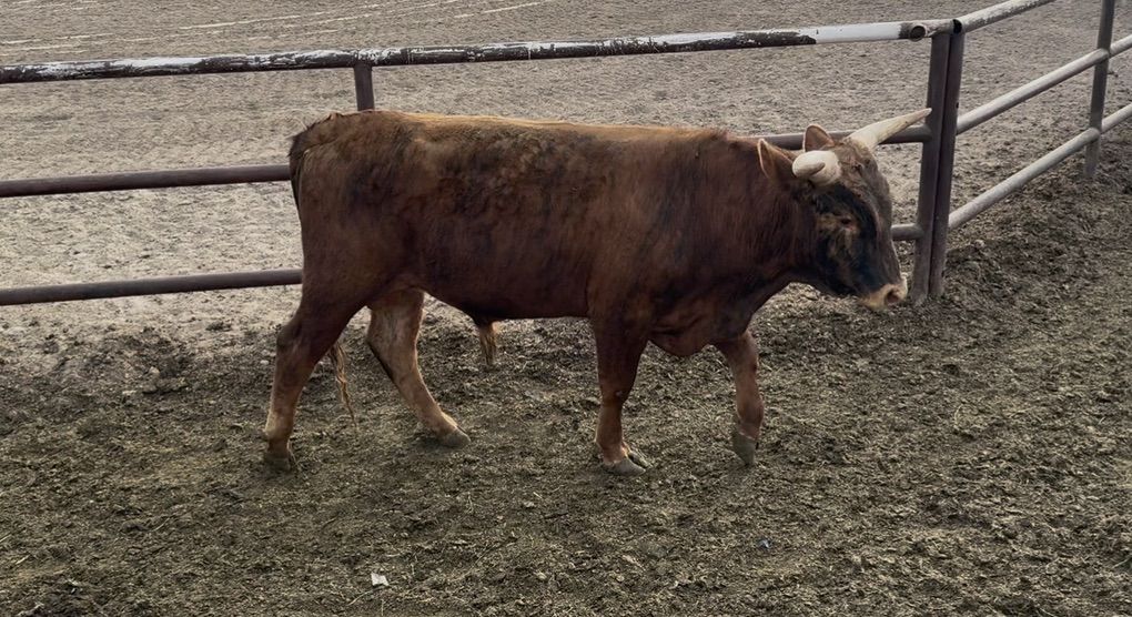 Bull Longhorn/Corriente