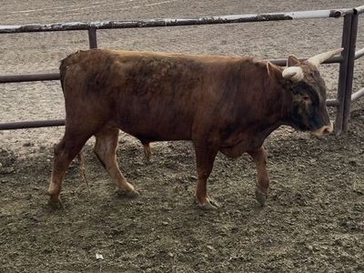 Bull Longhorn/Corriente