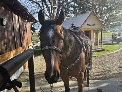 5 year old mare