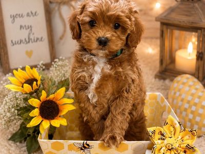 Adorable Tiny Mini Goldendoodles