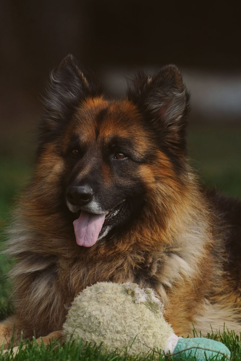 Long coat German shepherd stud dog