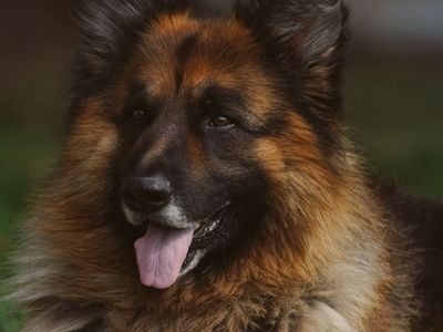 Long coat German shepherd stud dog