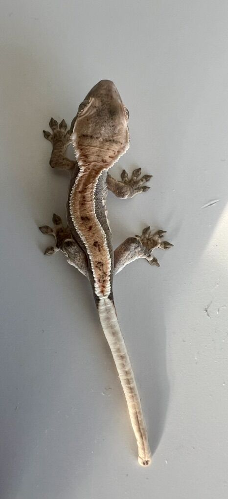 Baby Lily White Crested Gecko