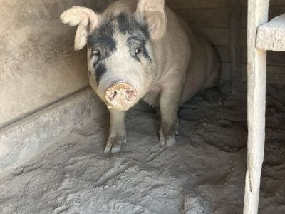 Pig/hogs at the butcher