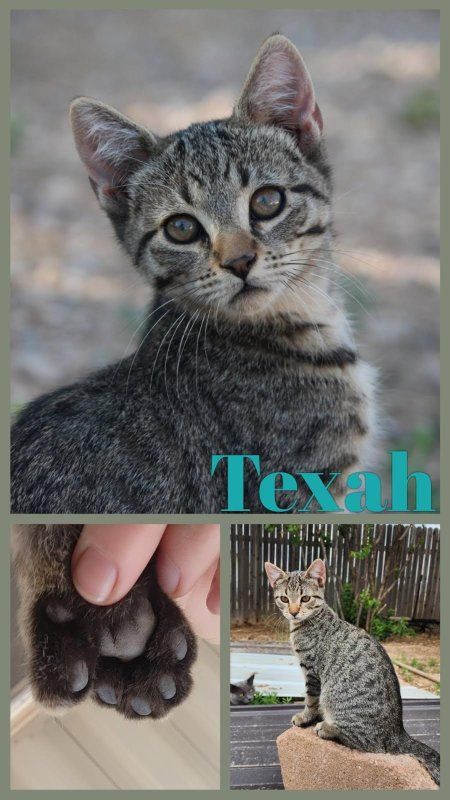 Polydactyl Tabby Kittens - Maui Jim & Texah (4 Months Old)