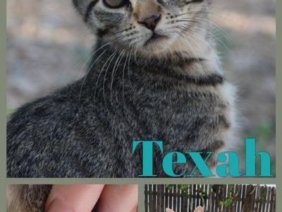 Polydactyl Tabby Kittens - Maui Jim & Texah (4 Months Old)