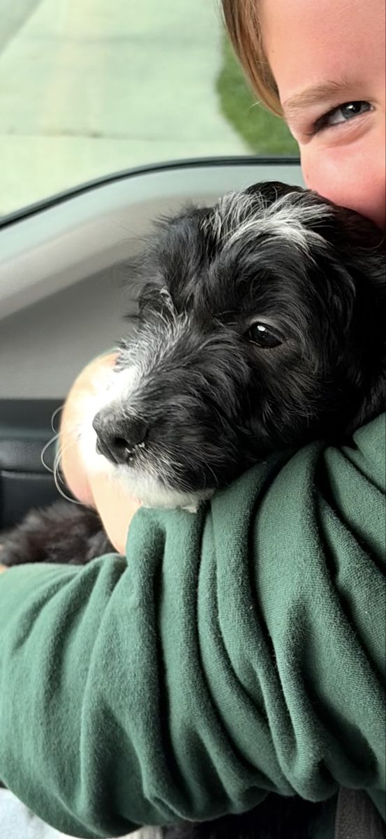 Mini bernedoodle 12 weeks old