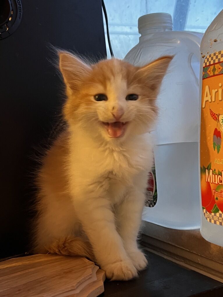 Considered Hypoallergenic  Siberian Mix Female