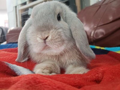 holland lop
