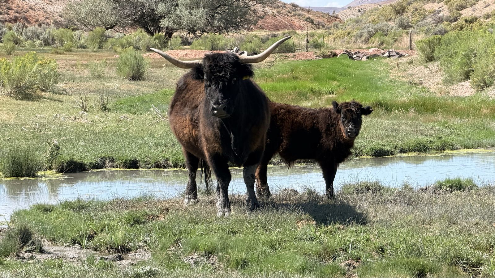 Scottish Highland Cow and Calf Pair - Black