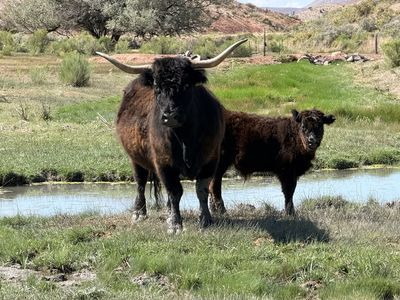 Scottish Highland Cow and Calf Pair - Black