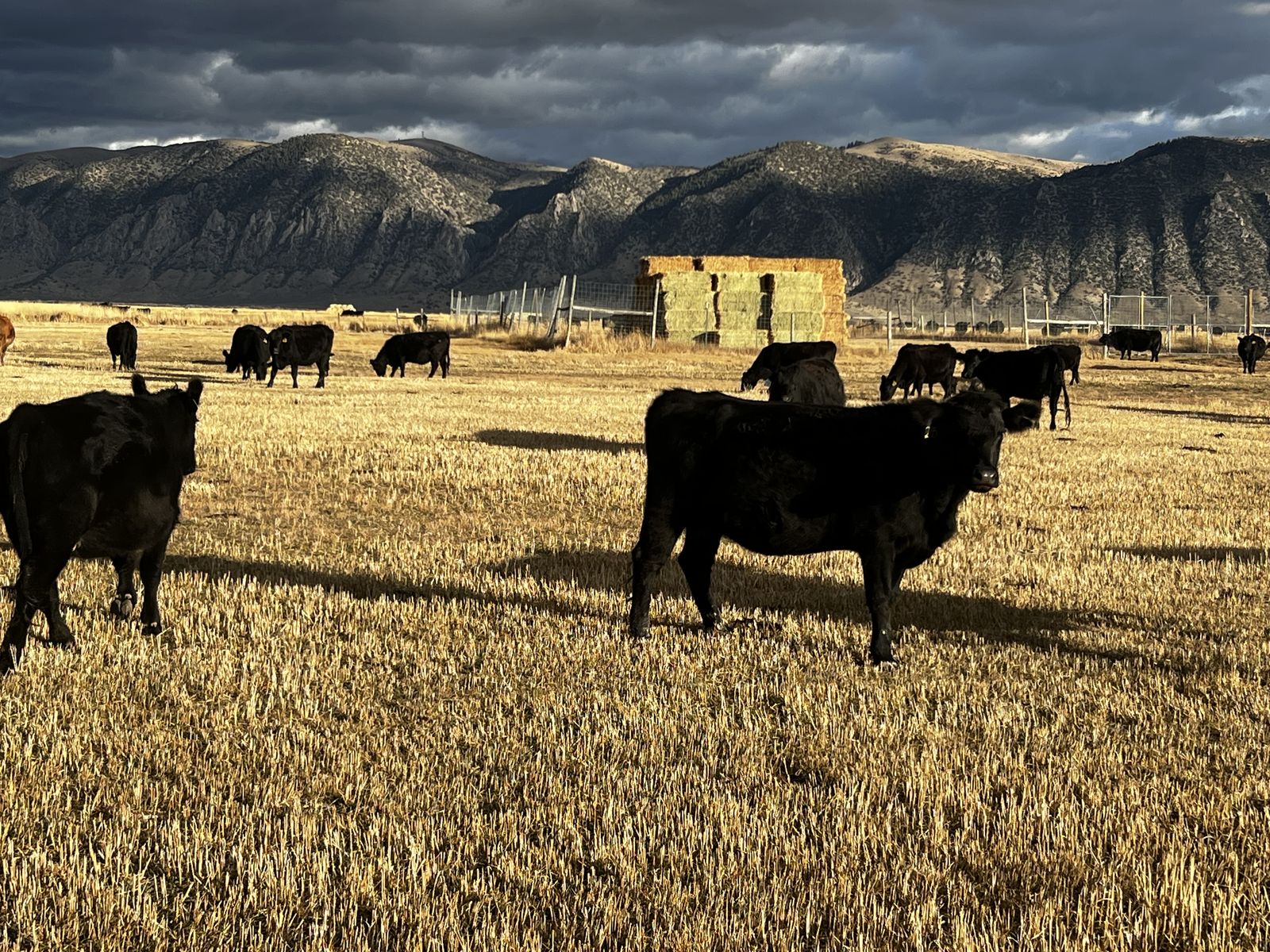 Great Angus Semental Cows