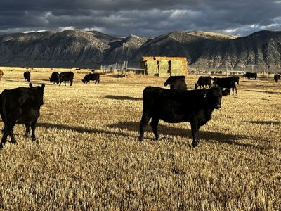 Great Angus Semental Cows