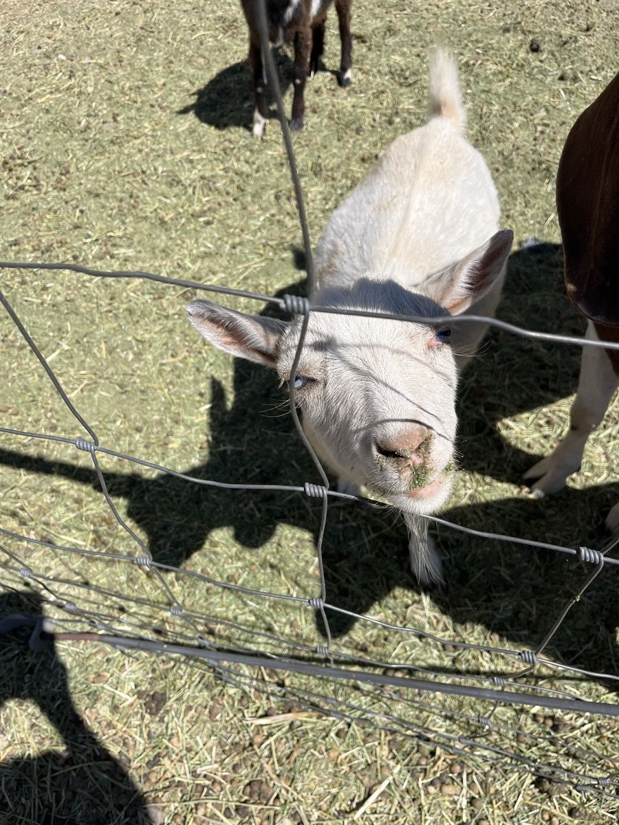 2 Nannie Goats