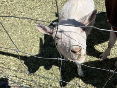 2 Nannie Goats