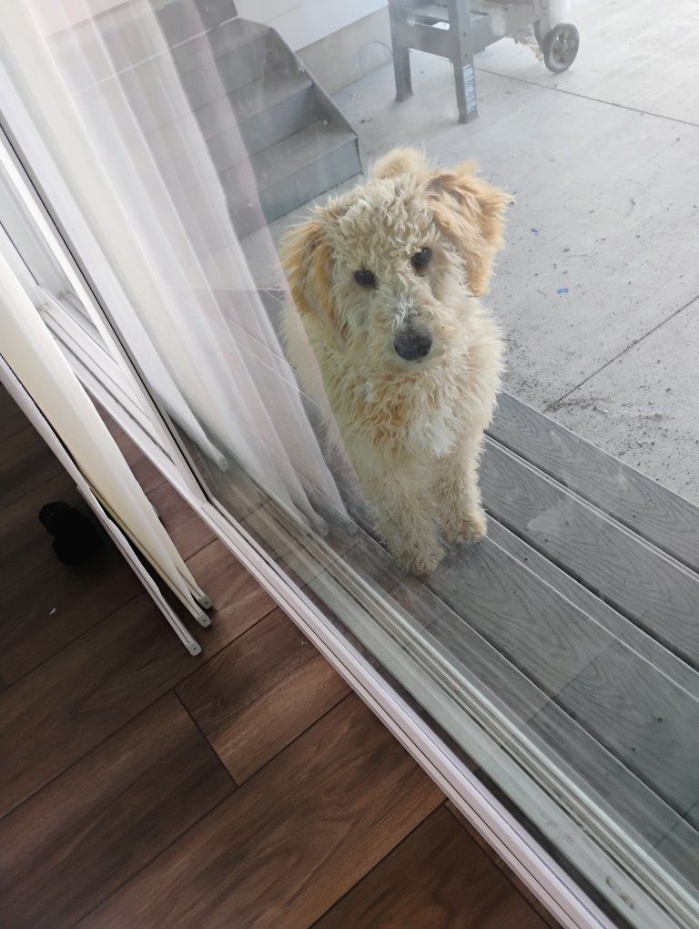 mini Aussiedoodle