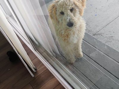 mini Aussiedoodle