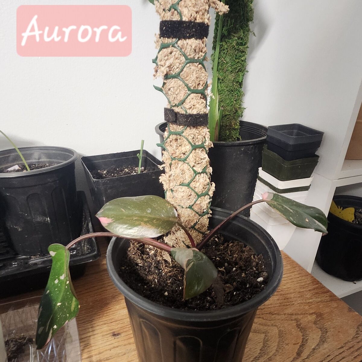 Pink Princess “Aurora” – Vibrant Indoor Plant