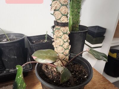 Pink Princess “Aurora” – Vibrant Indoor Plant