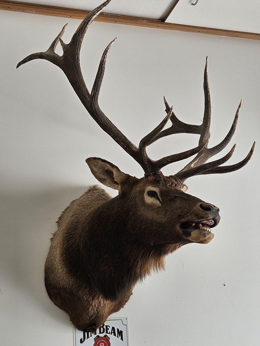 Taxidermy Large Elk Mount