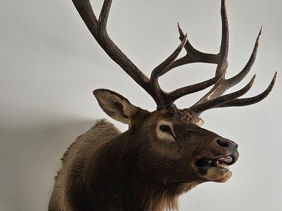 Taxidermy Large Elk Mount