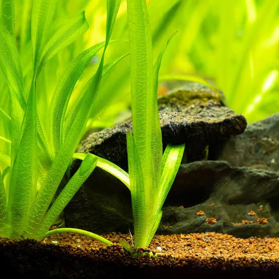 Live Aquarium Plant – Giant Jungle Vallisneria (Heavy Rooted)