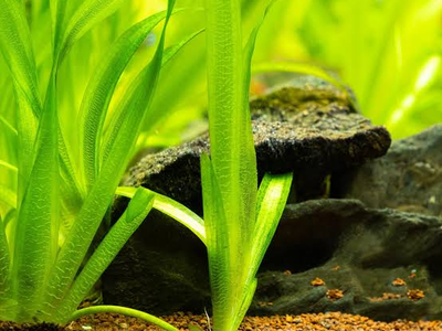 Live Aquarium Plant – Giant Jungle Vallisneria (Heavy Rooted)