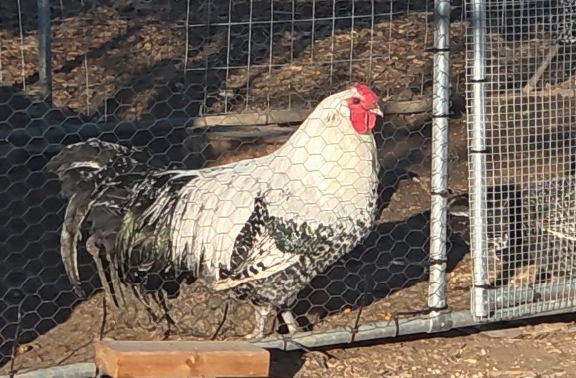 Silver Death Layer chicks