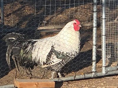 Silver Death Layer chicks