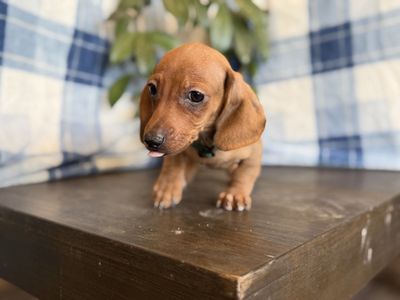 Tweenie dachshunds