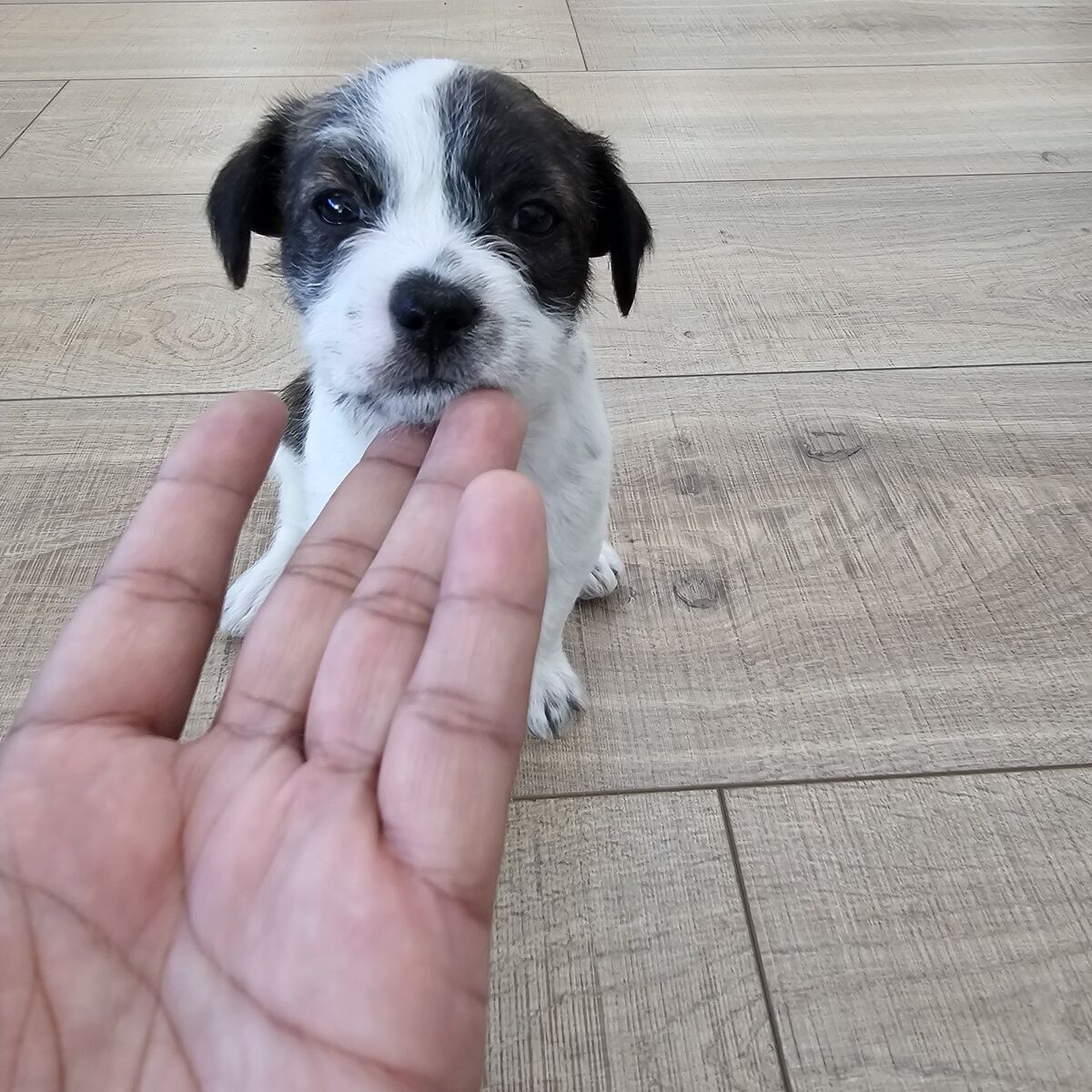 5 weeks old puppy