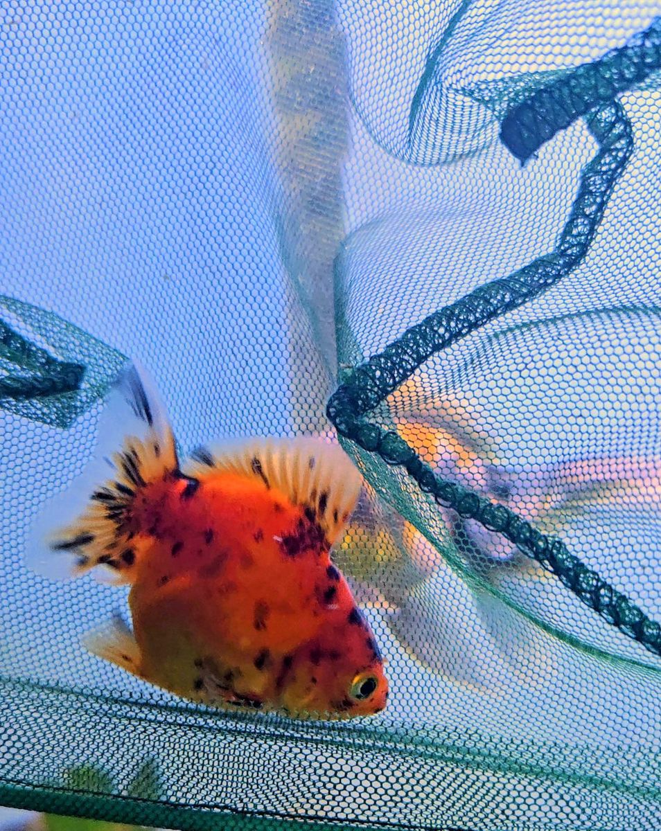 Baby Shogun Oranda goldfish