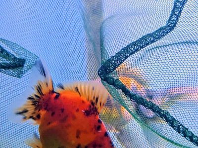 Baby Shogun Oranda goldfish