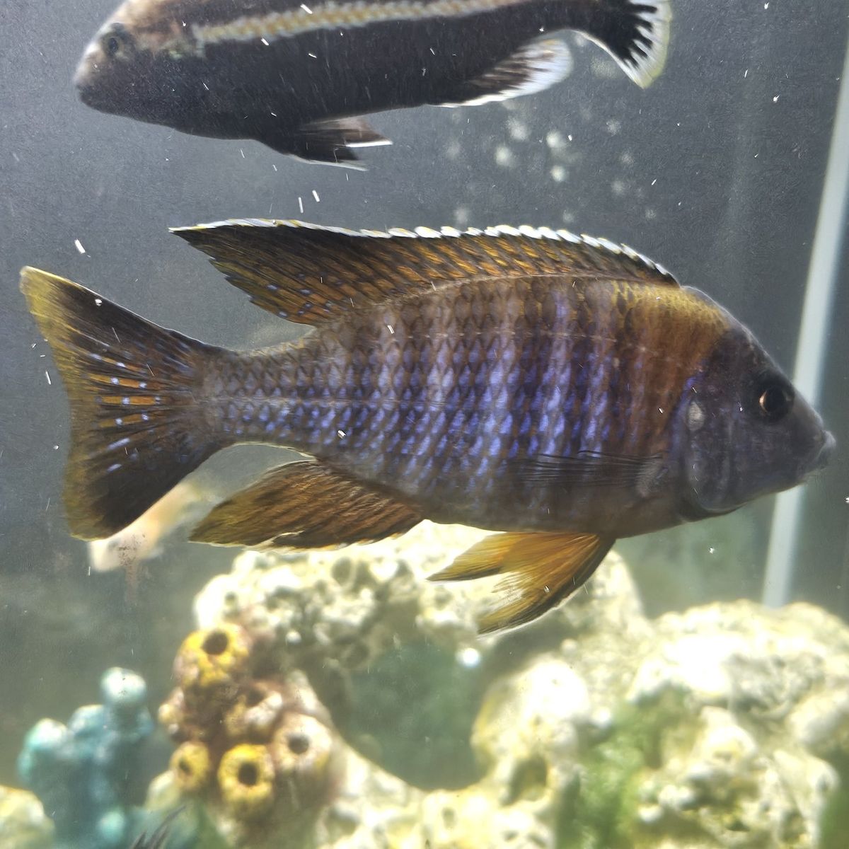 african cichlid red shoulder peacock 6 inch