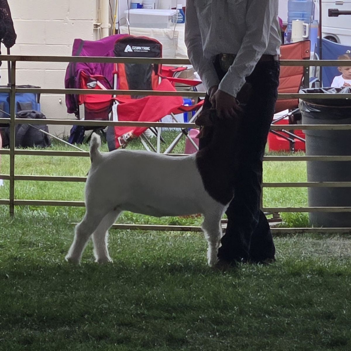 Boer Show doe January born