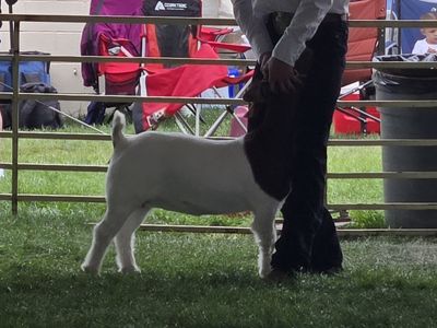 Boer Show doe January born
