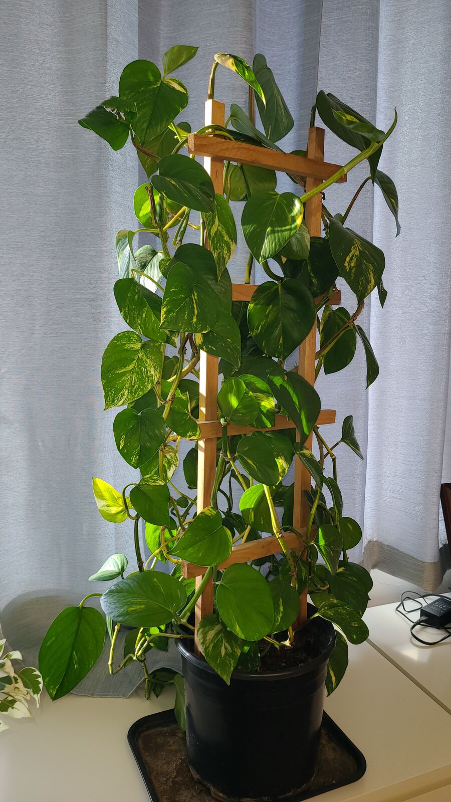 Golden Pothos