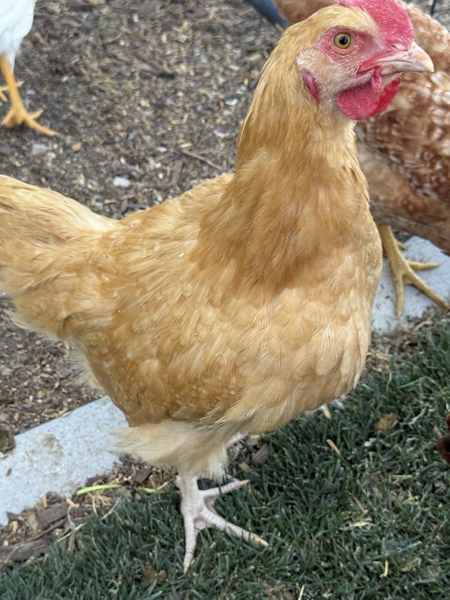FREE Buff Oprington possibly rooster.