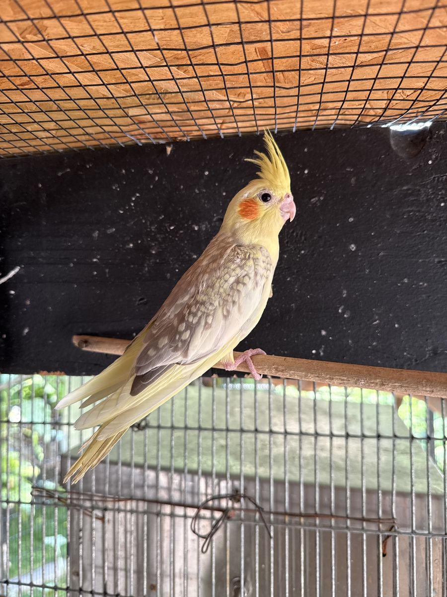 Cockatiel
