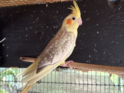 Cockatiel