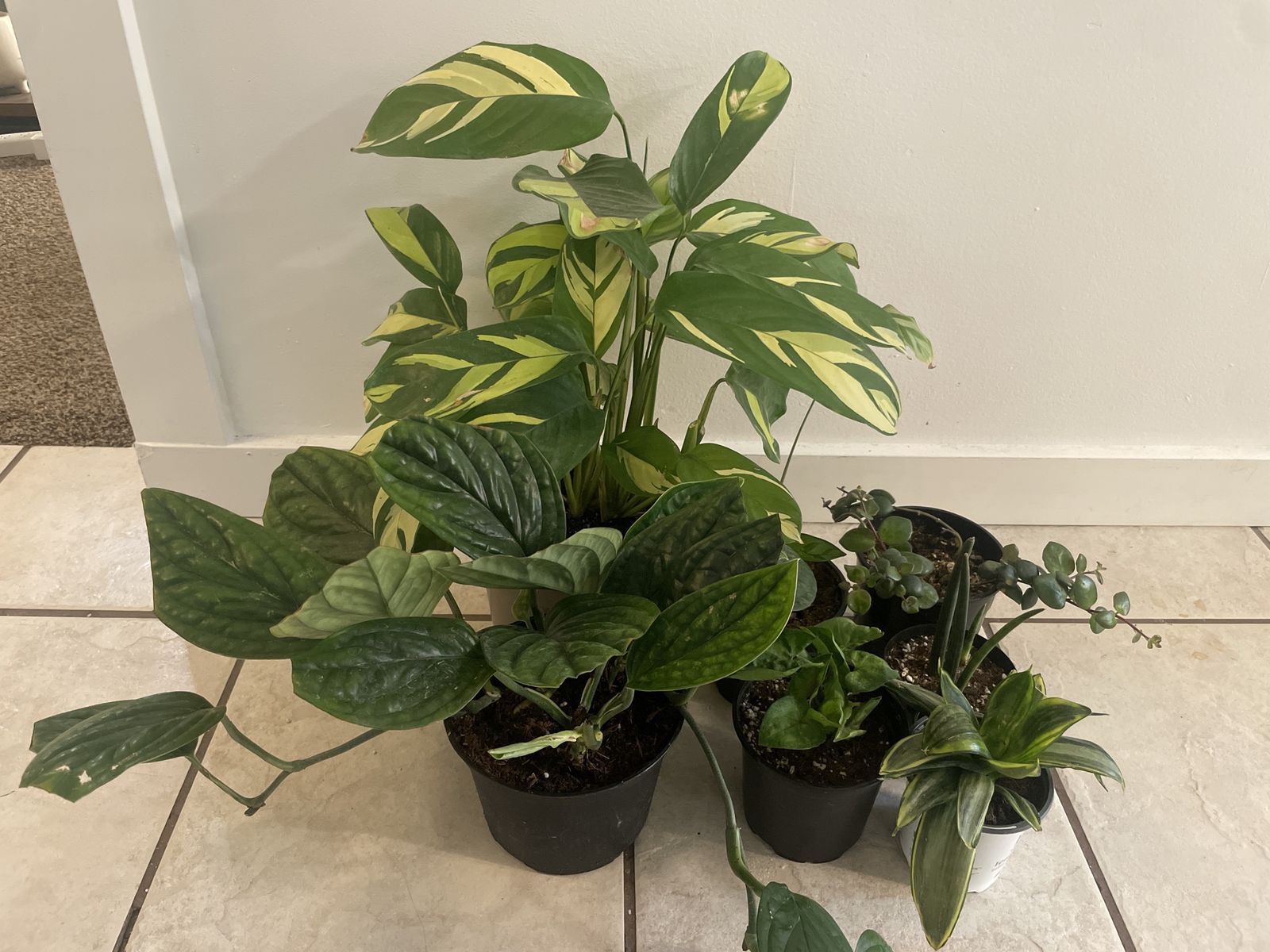Houseplants