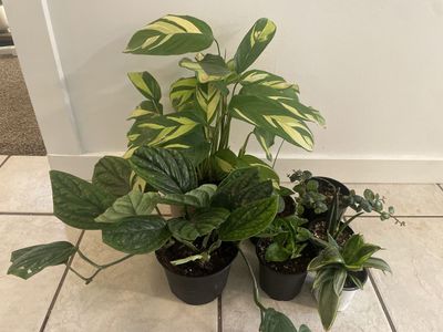 Houseplants