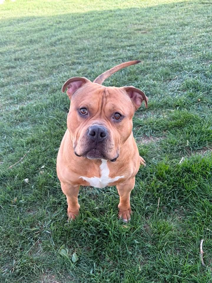 INTACT - XL American Bully - 2 1/2 YEARS 
