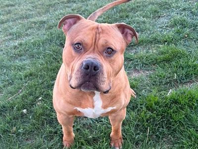 INTACT - XL American Bully - 2 1/2 YEARS