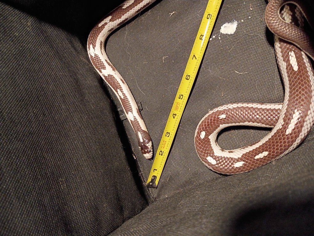 male California kingsnake