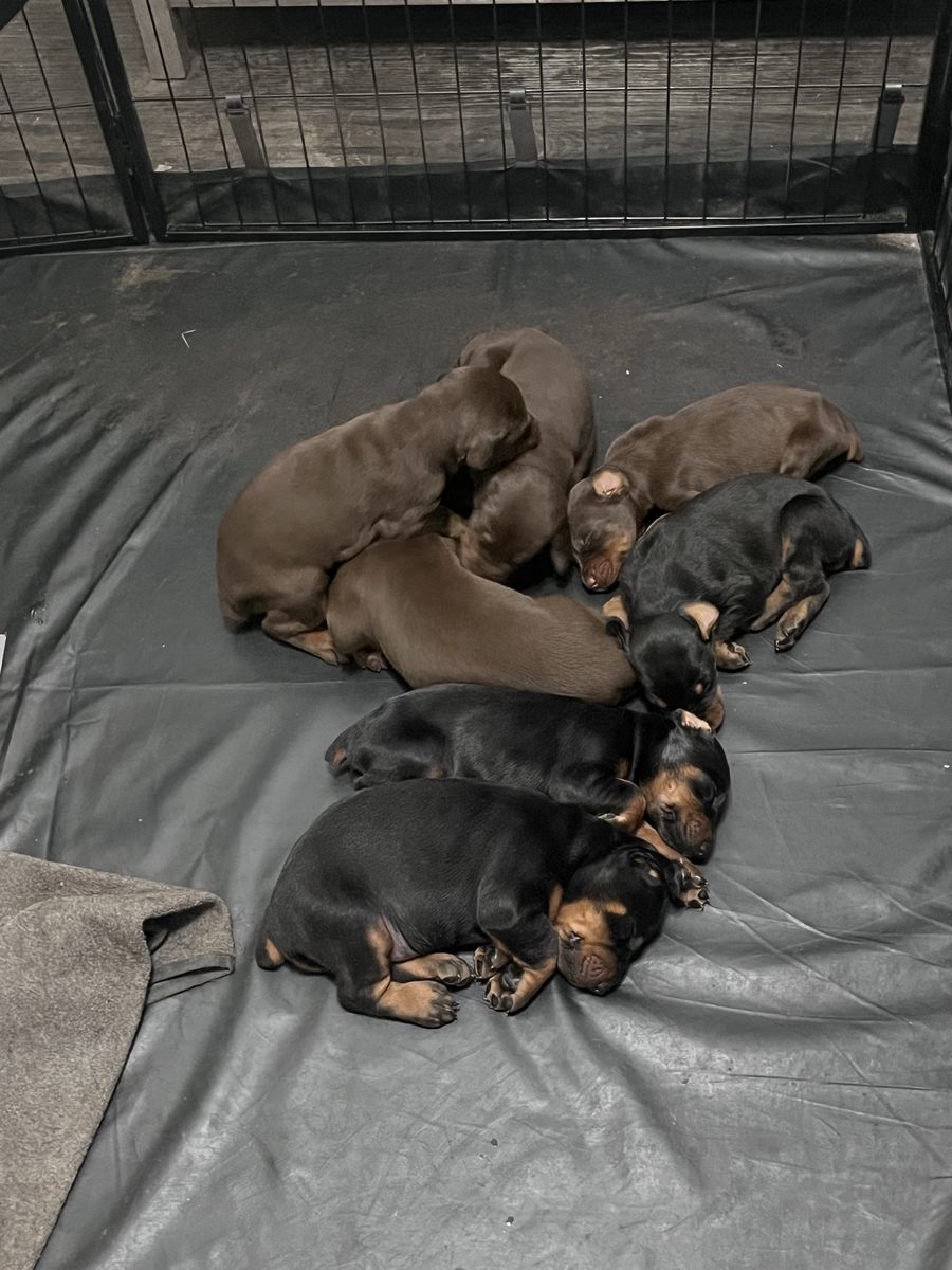 Doberman Puppies