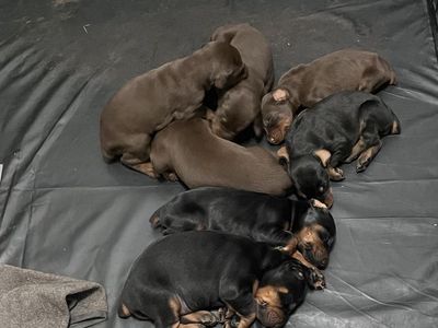 Doberman Puppies