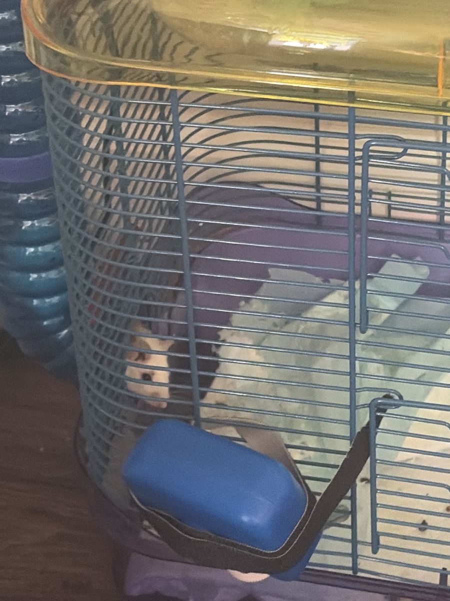 Free African soft furred rat