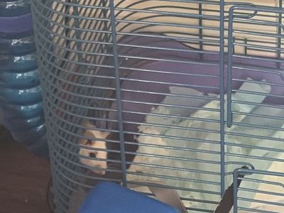 Free African soft furred rat