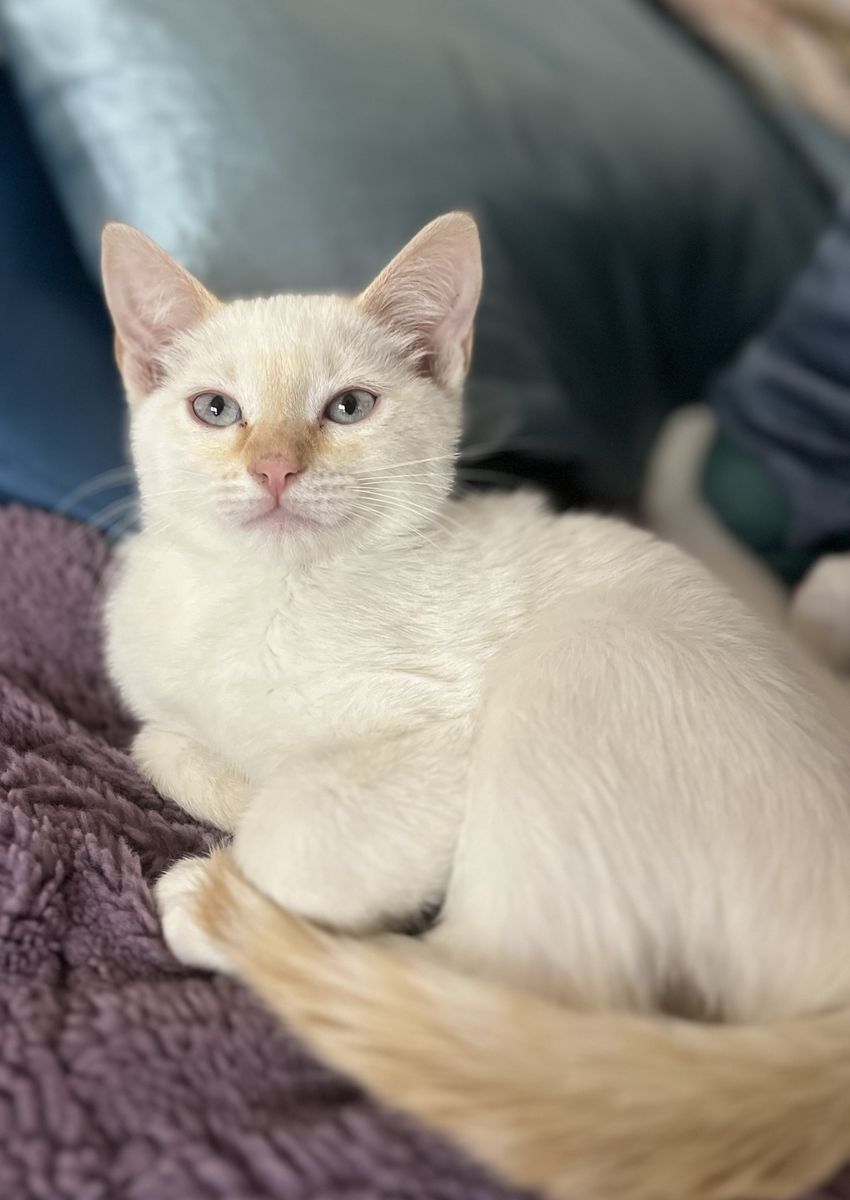 Russian Blue Mix Kitten Considered Hypoallergenic!